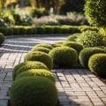 Understanding the Ideal Distance Between Pavers and Nearby Trees or Plants